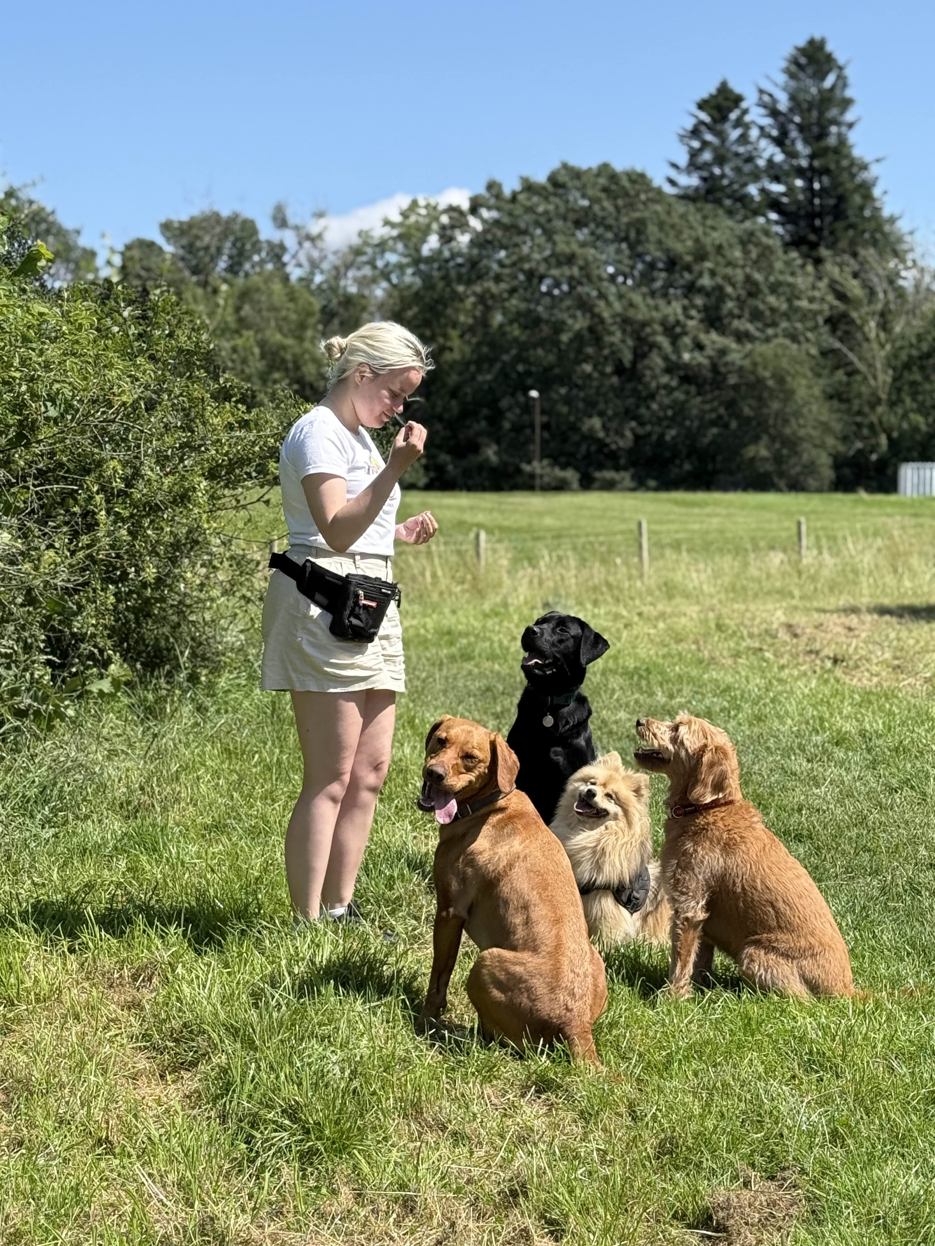 Dog Training Image 1