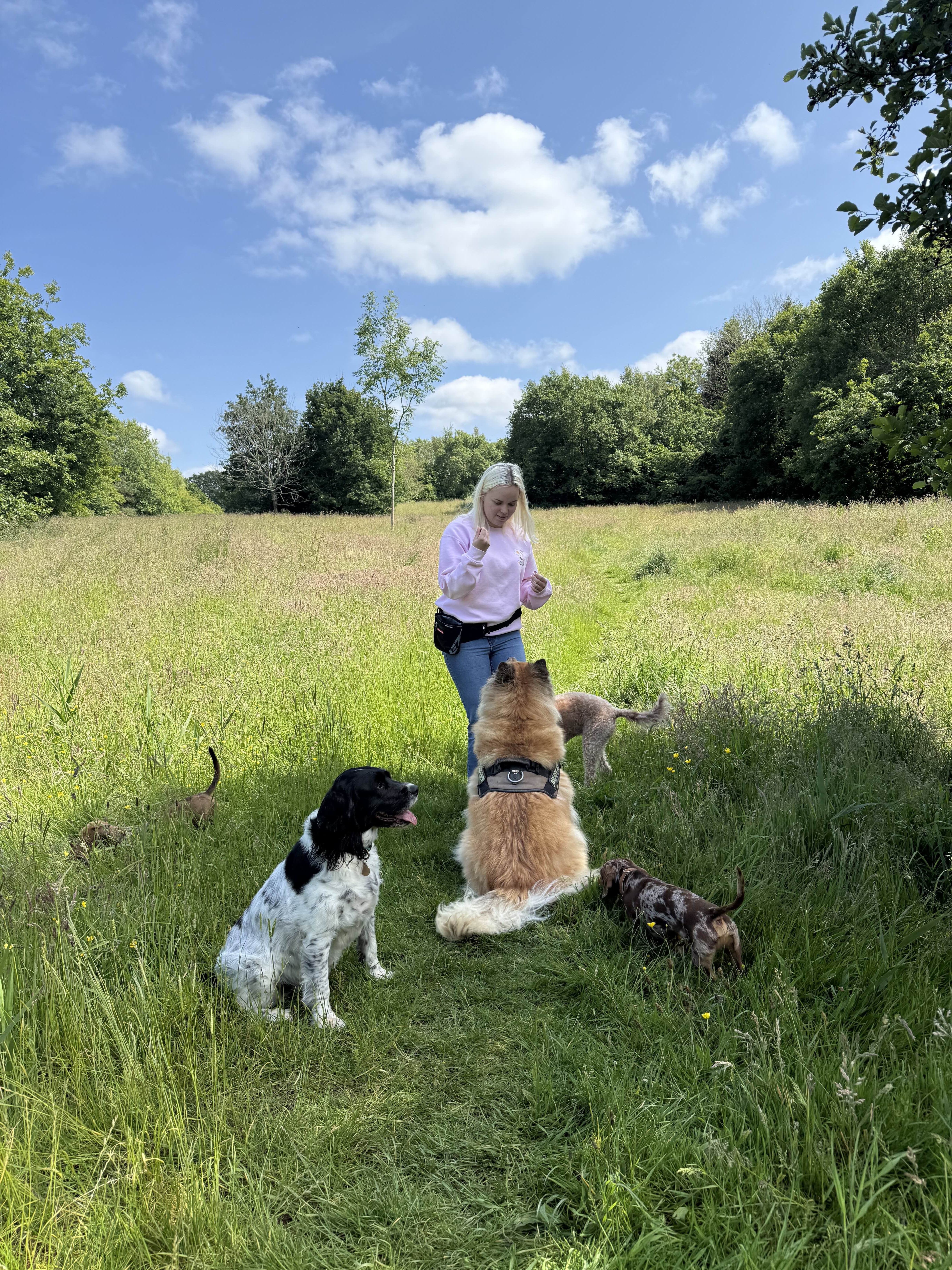 Dog Training Image 1